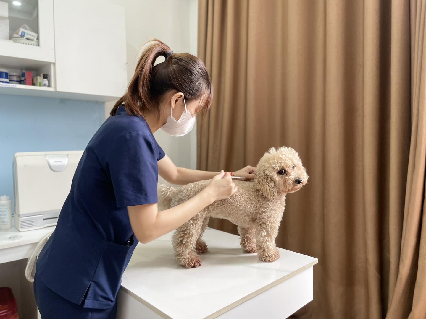 Sơ cứu chó bị tụt canxi sốt co giật