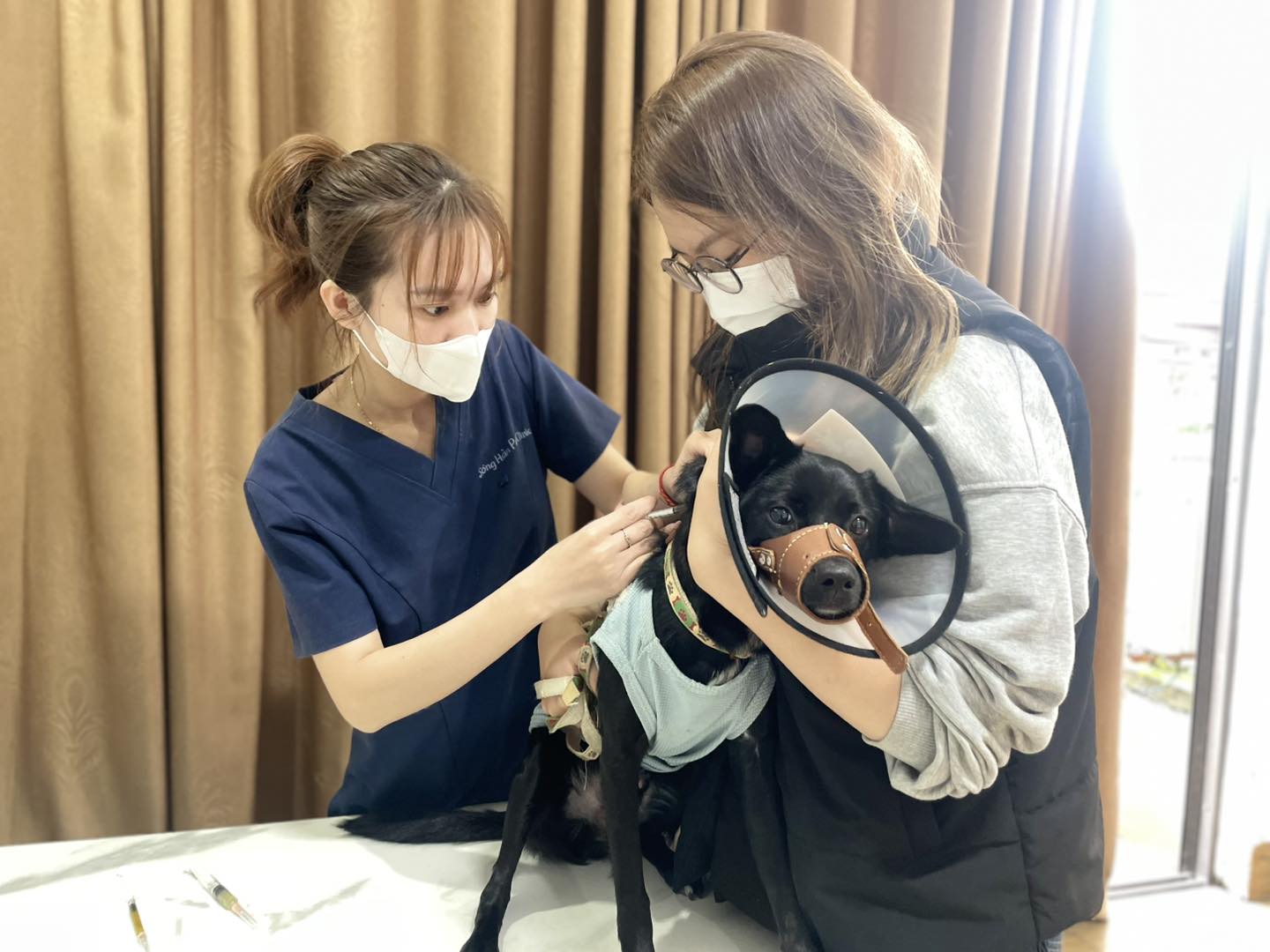 Sốc nhiệt ở chó là gì?