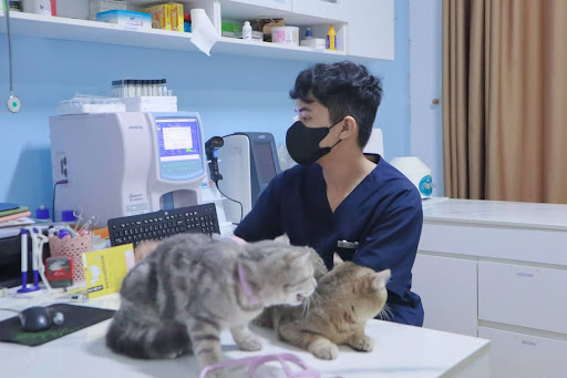 Sông Hàn Pet - Phòng khám thú y chuyên chẩn đoán và điều trị mèo bị tiểu đường
