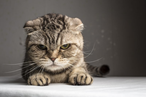 Stress cũng có thể khiến mèo bị sụt cân