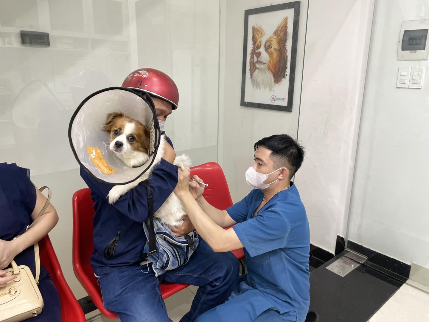 Tại sao chó bị sốc nhiệt