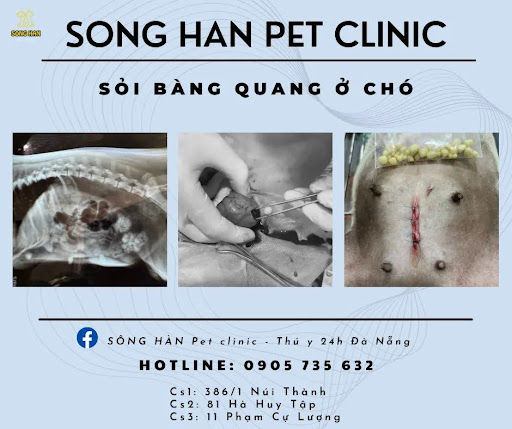 Thăm khám định kỳ tại Sông Hàn Pet