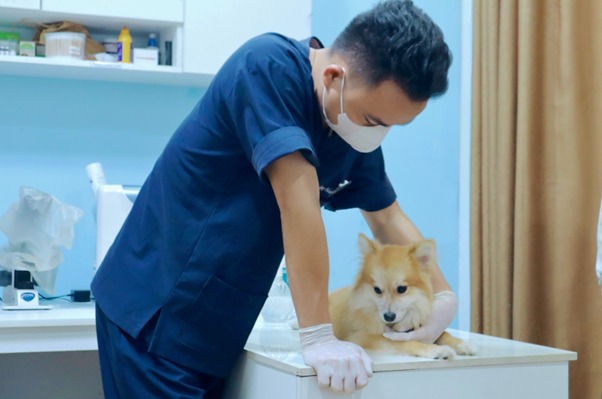 Thực đơn và dưỡng chất cần thiết khi chăm sóc chó già