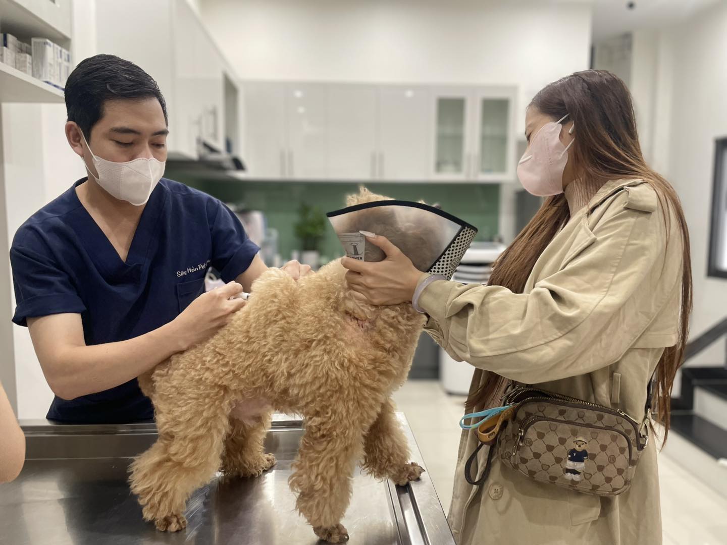 Bệnh giun tim ở chó là gì? Giun tim có chữa được không?