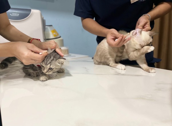 Triệu chứng của u mỡ ở mèo chủ nhân cần biết