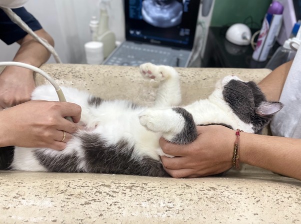 U mỡ ở mèo hay còn gọi là khối u mô mỡ