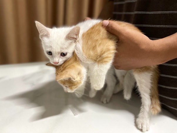Vấn đề tuyến giáp