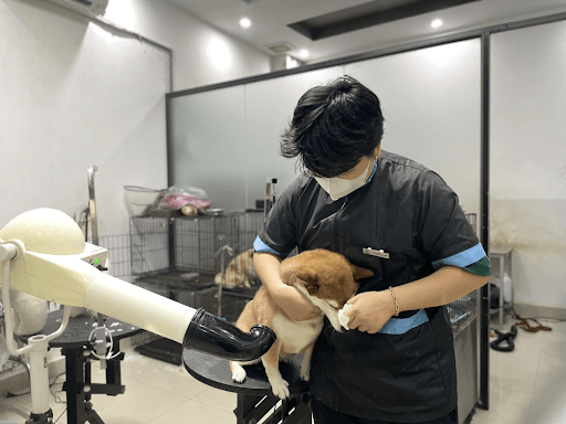 Viêm tủy xương ở chó là gì?
