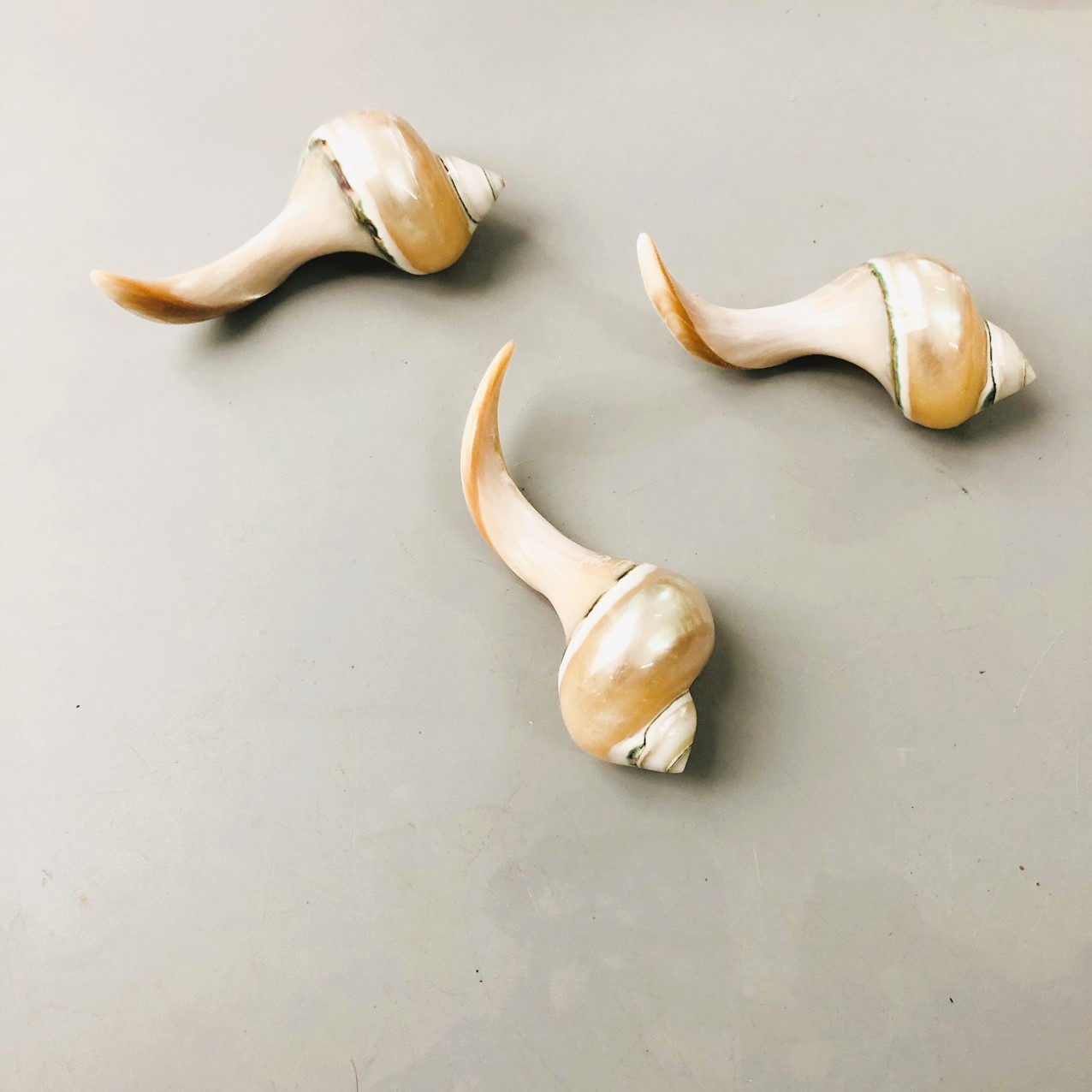 Gác đũa ốc 9-10cm
