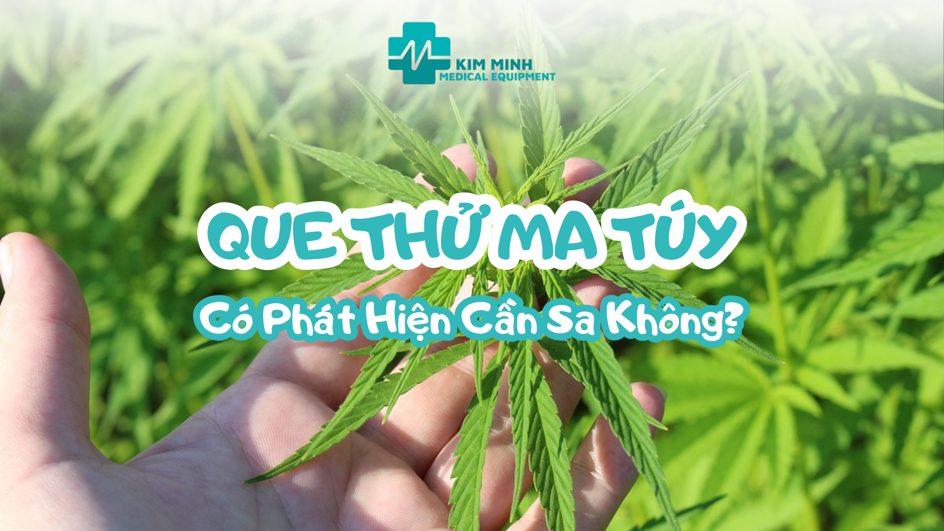 Que Thử Ma Túy Có Phát Hiện Cần Sa Không?