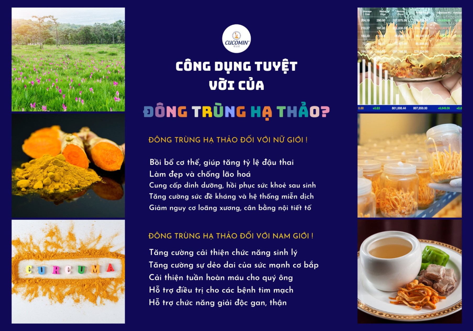 Công dụng của đông trùng hạ thảo