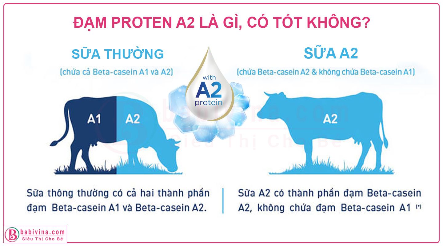 Sữa Đạm Protein A2 Là Gì, Có Tốt Không