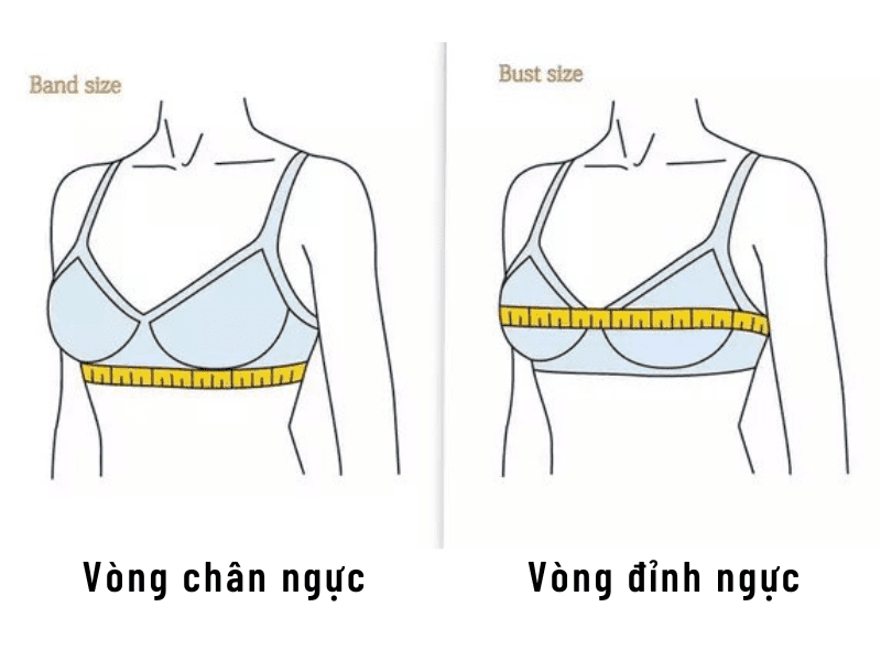 Xác định 2 thông số: vòng chân ngực & vòng đỉnh ngực