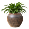 Chậu Gốm Sân Vườn
