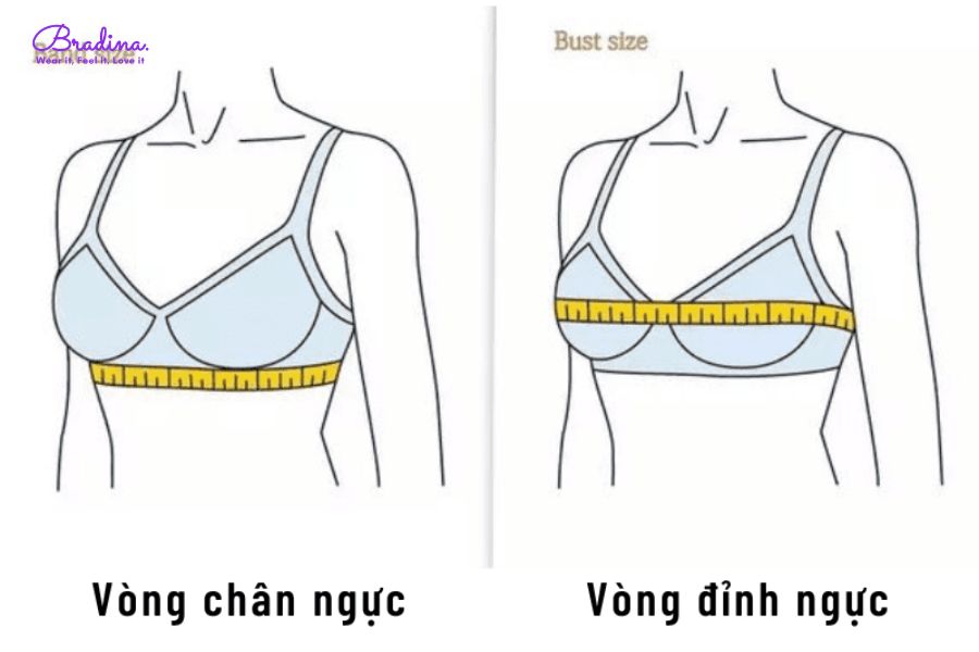 Size áo lót nhỏ nhất là bao nhiêu và bảng size áo lót