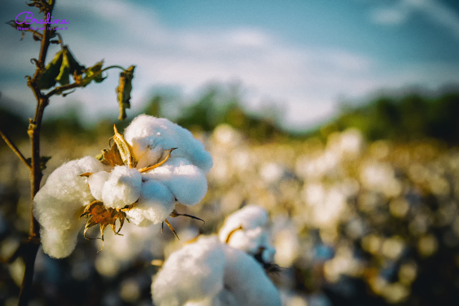 Vải áo giữ nhiệt Cotton