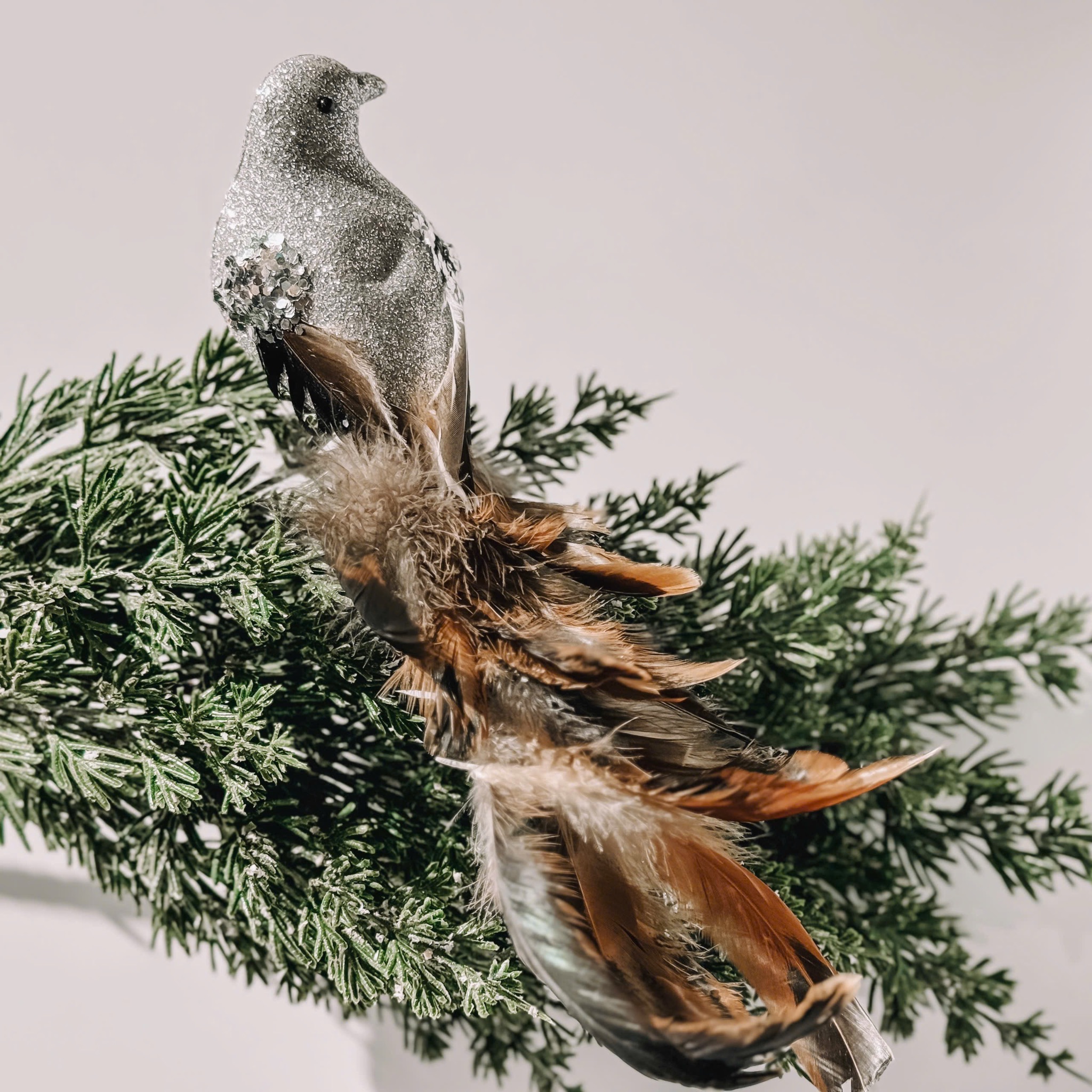 Bird With Black Feather - Chim Lông Vũ Đen