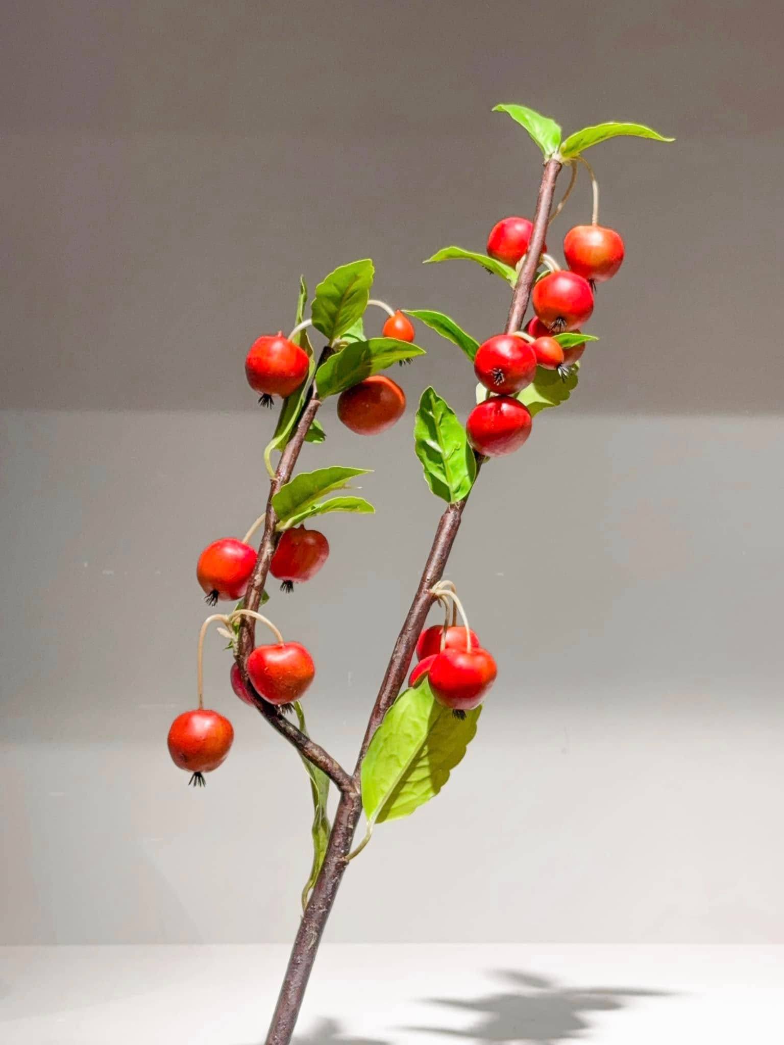 Forest Apple In Spring - Táo Rừng Mùa Xuân