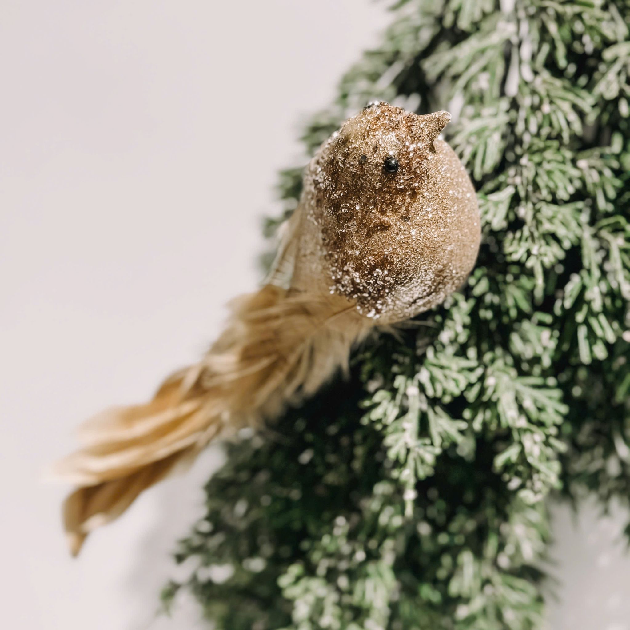 Golden Sparrow - Chim Sẻ Lông Vàng