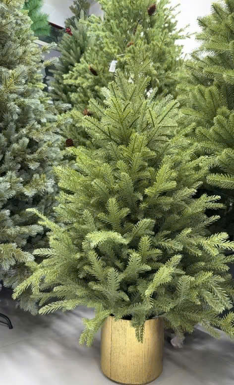 PE CHRISTMAS TREE IN POT - CHẬU CÂY THÔNG XANH BẮC MỸ 100CM W25