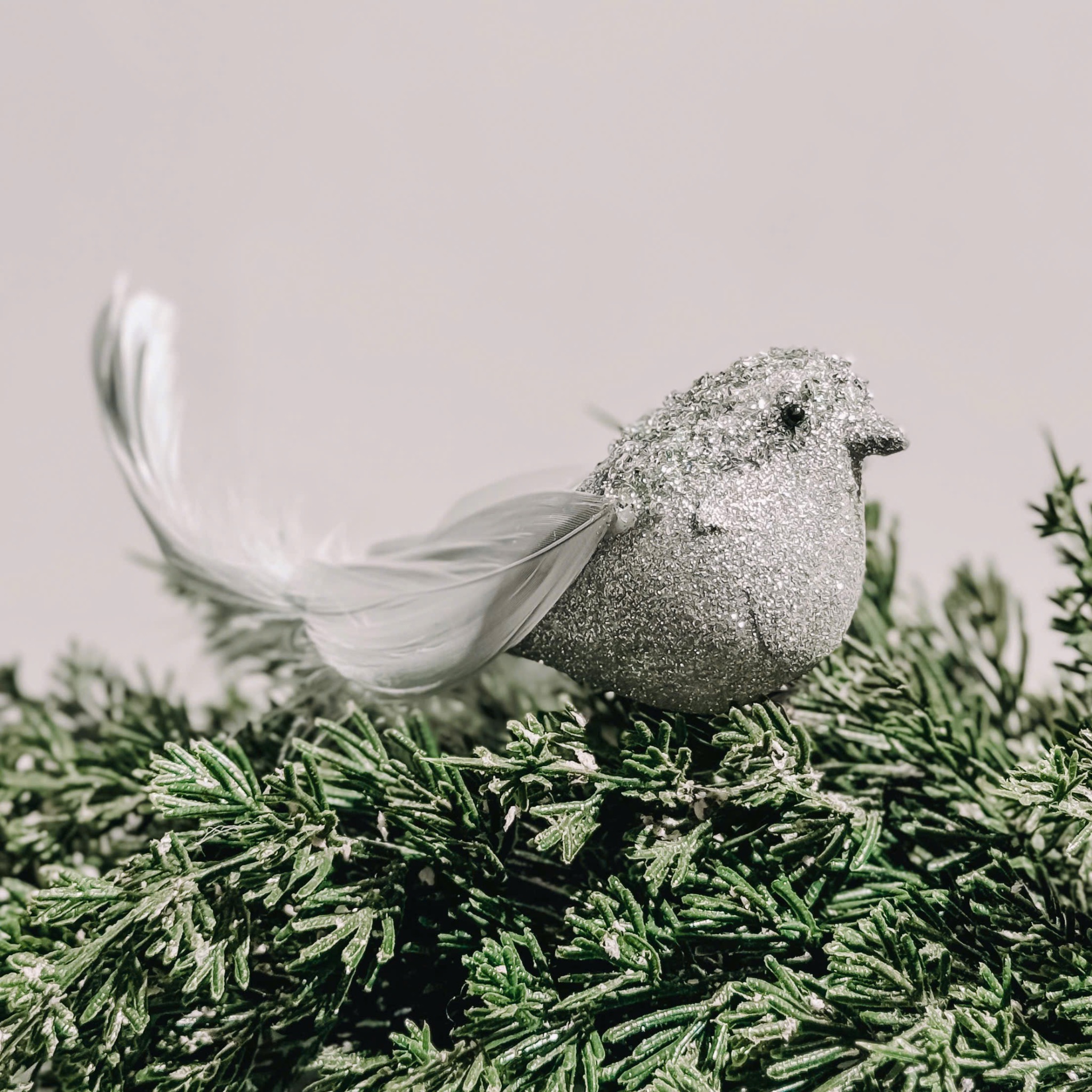 Silver Sparrow - Chú Chim Sẻ Lông Bạc