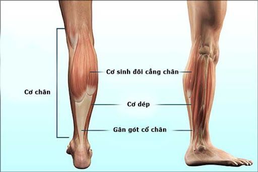 Cấu tạo của bắp chân