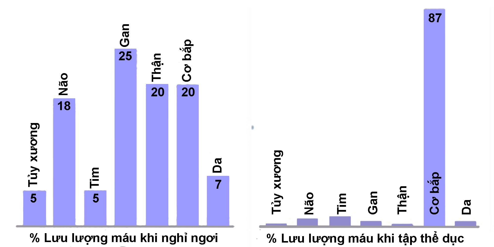 Lưu lượng máu trên cơ thể lúc nghỉ và lúc chơi thể thao