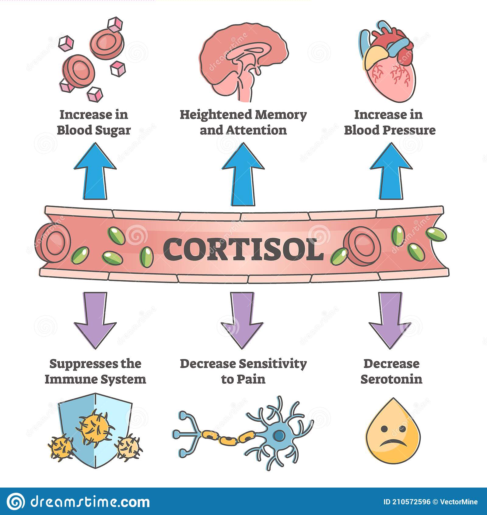 cortisol