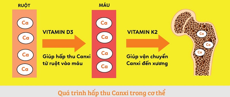 Qua-Trinh-Chuyen-Hoa-Canxi-Trong-Co-The_qua trinh hap thu canxi.jpg