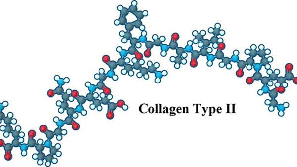 Collagen Type 2 không biến tính (UC-II) hỗ trợ sụn khớp