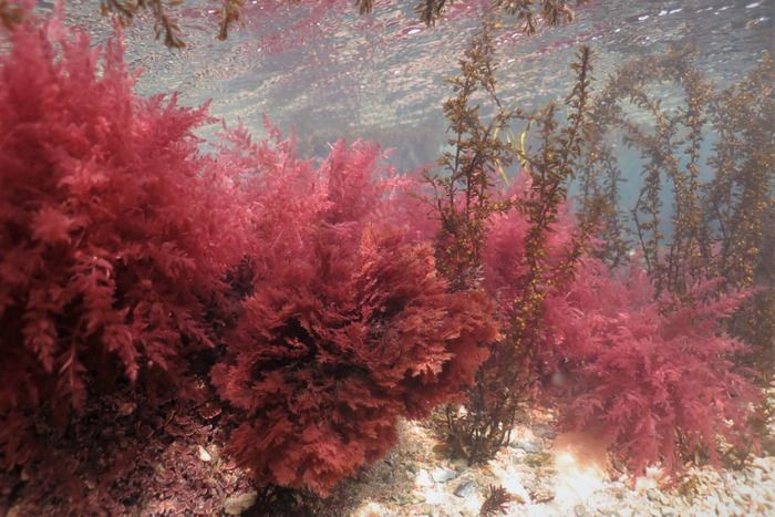 Tảo biển đỏ Aquamin F - nguồn canxi hữu cơ cho xương chắc khỏe