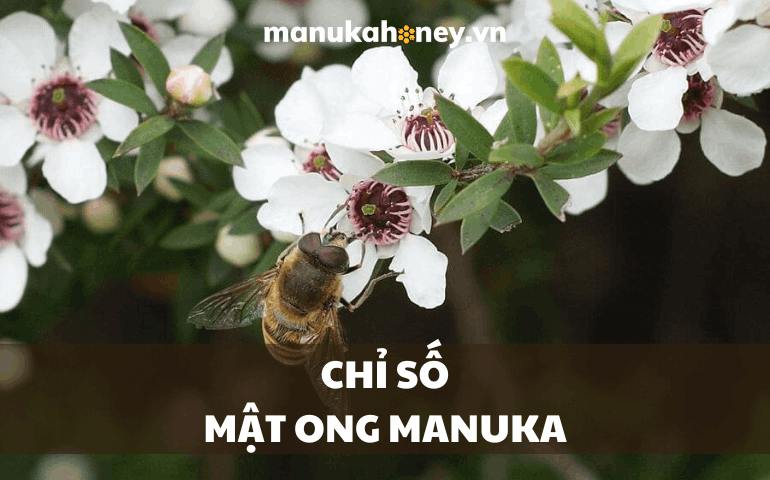 Tìm hiểu về các chỉ số mật ong Manuka 