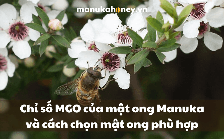 Chỉ số MGO của mật ong Manuka và cách chọn mật ong phù hợp 