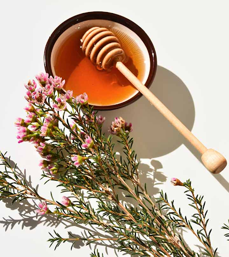 Mật ong Manuka hình thành từ quá trình hút mật hoa Manuka