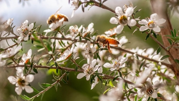 Nguồn gốc của mật ong Manuka