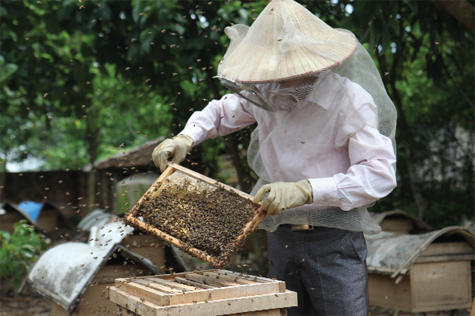 Hướng dẫn cách lấy mật ong