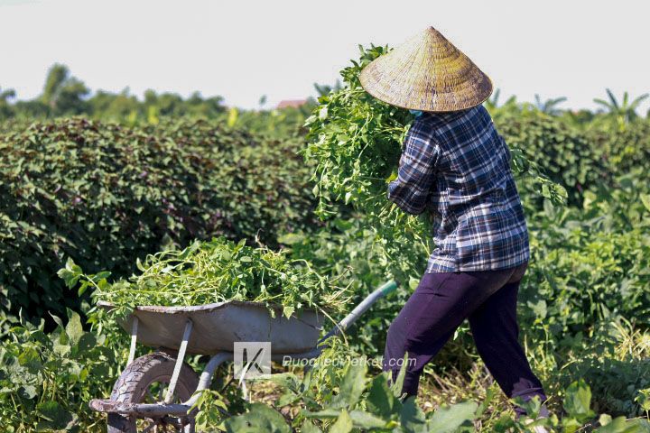 Cảnh thu hoạch bạc hà của nhà VIETKET tại ruộng