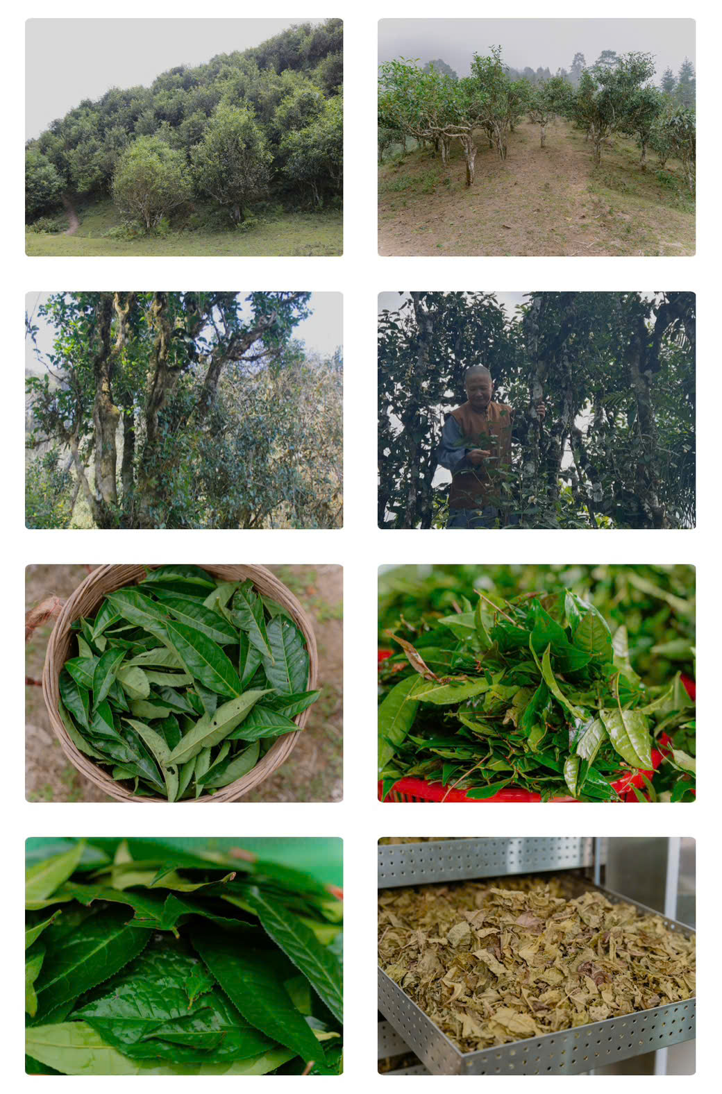 VINH-DANH-NHA-TAI-TRO-VANG-DOANH-NHAN-LE-ANH-DAO-HTX-NONG-SAN-LAM-ANH-TU--4.jpg