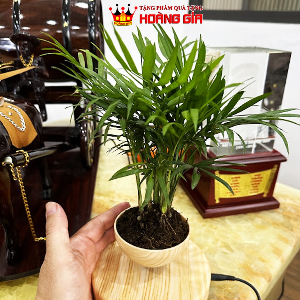 Chậu Cây Bay Lơ Lửng – Điểm Nhấn Độc Đáo Cho Không Gian Của Bạn