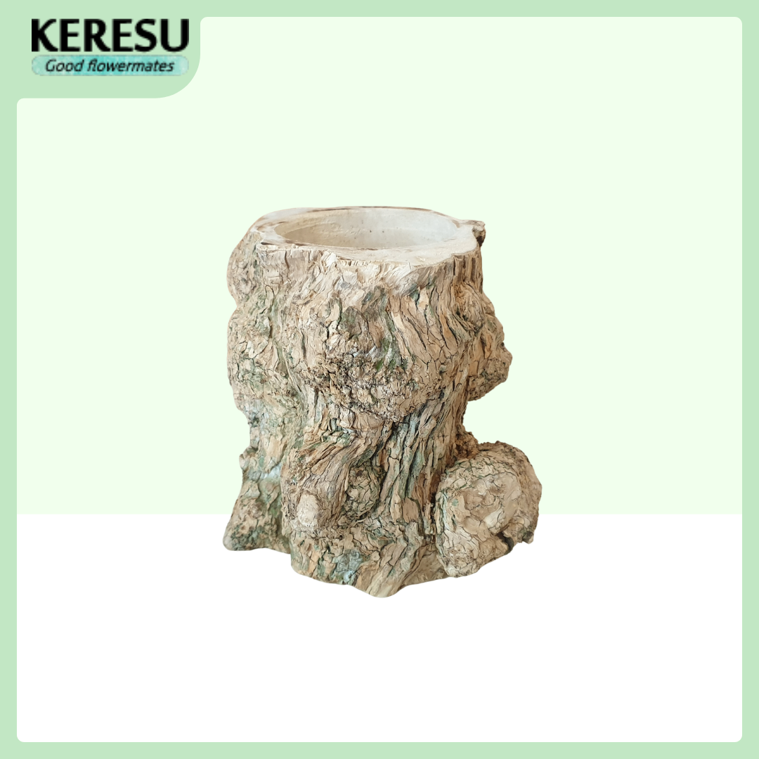 Chậu gốc cây cà phê