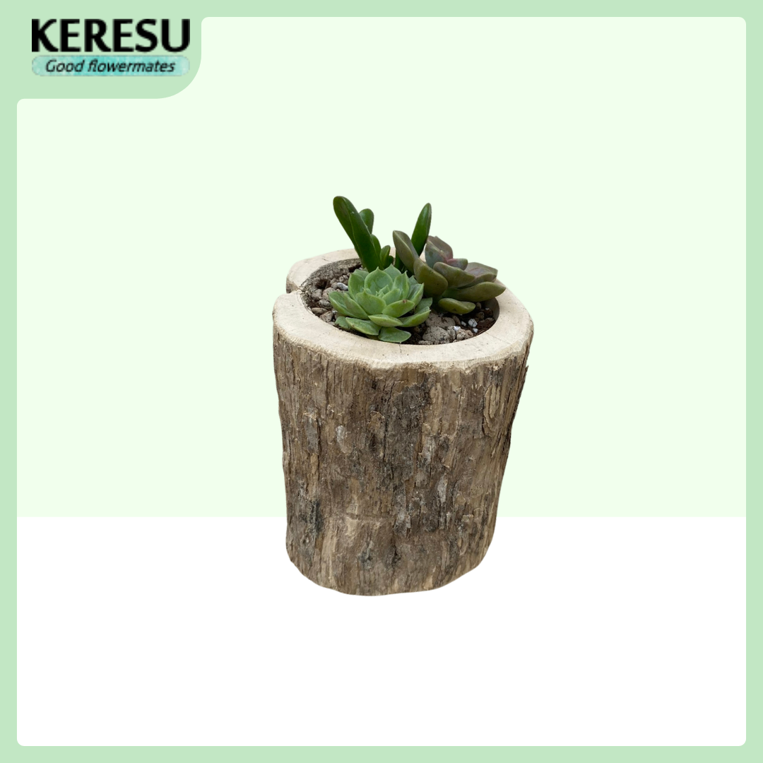 Chậu gốc cây cà phê