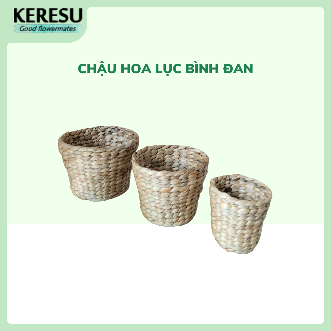 Chậu hoa lục bình đan