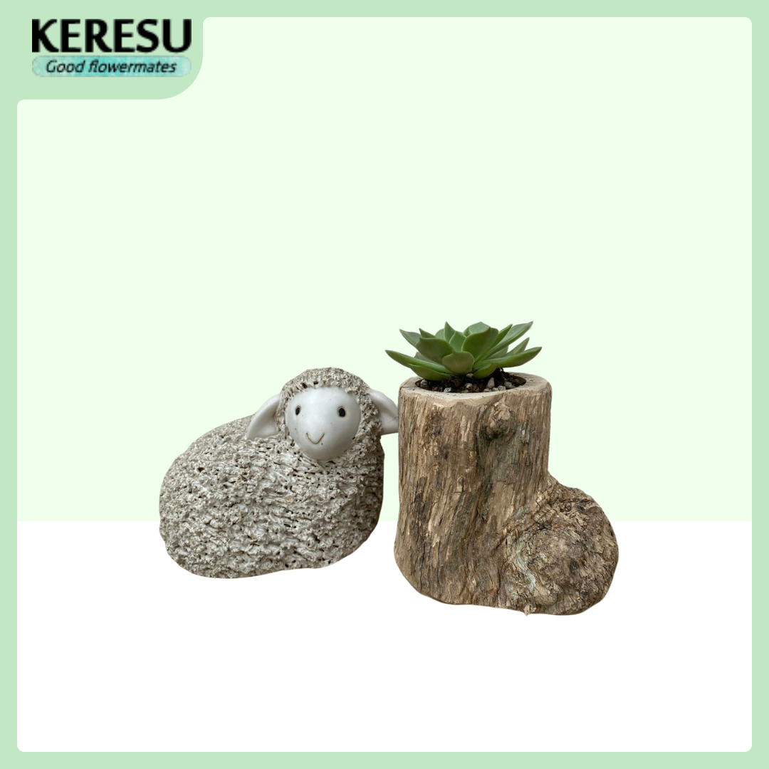 Chậu gốc cây cà phê