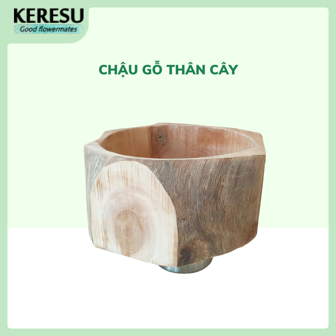 Chậu gỗ thân cây
