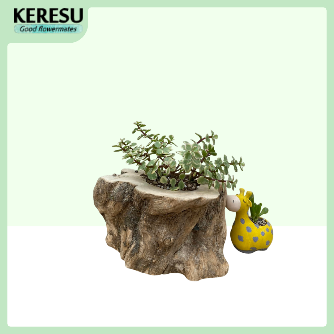 Chậu gốc cây cà phê