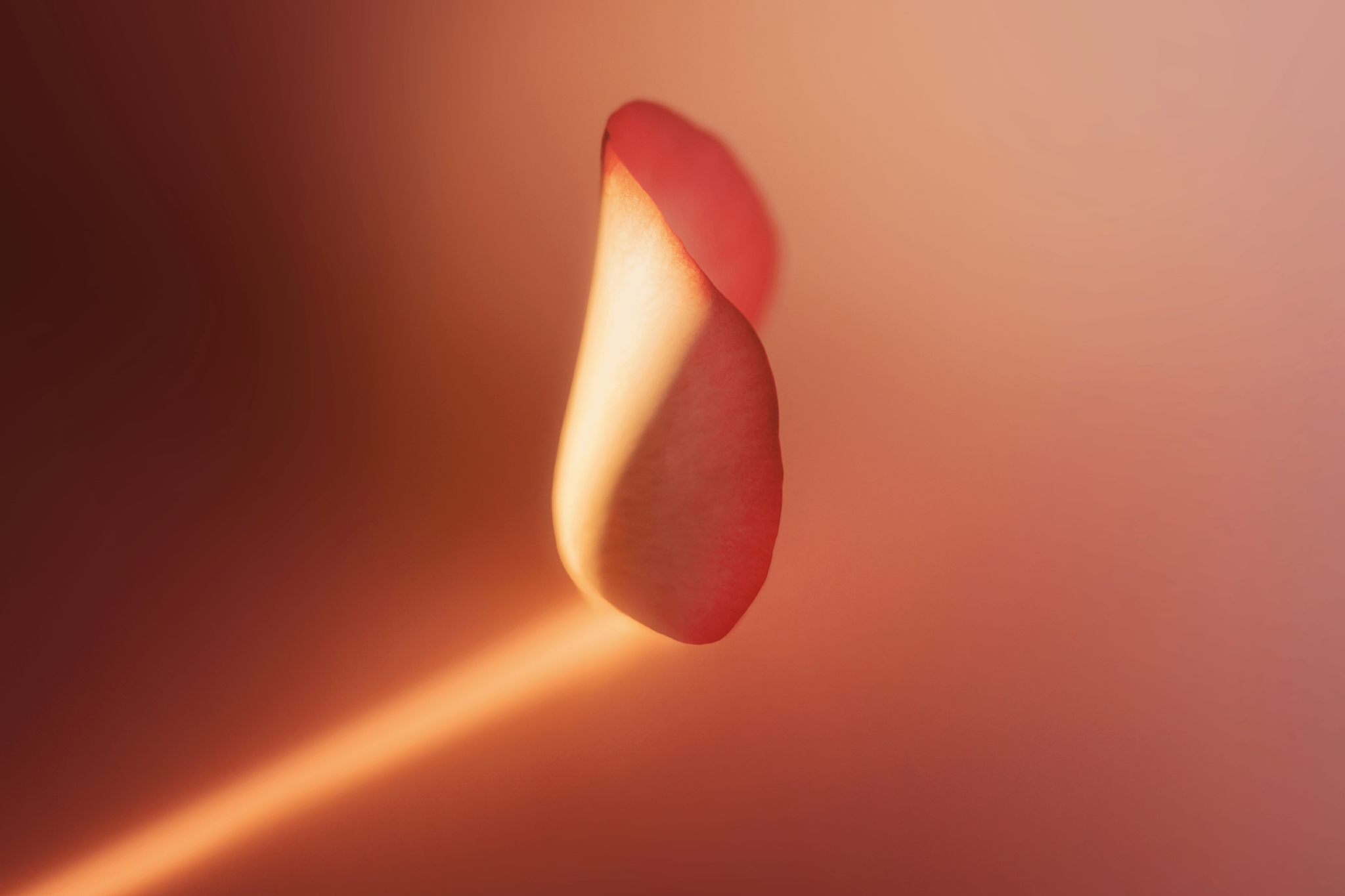 Impadia-2.png