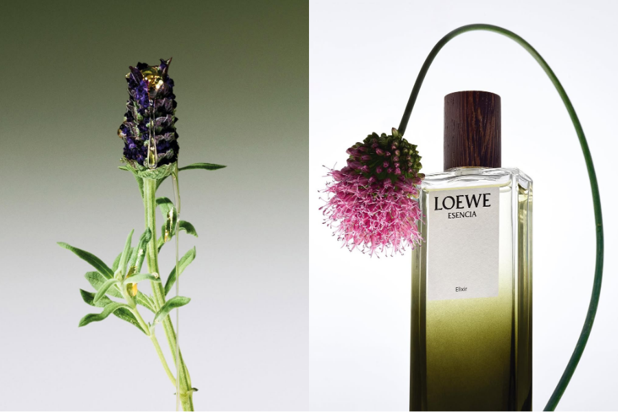 TINH-HOA-CO-DONG-LOEWE-ELIXIR-TOA-HUONG-DAU-NAM-MOI-2026-3.png