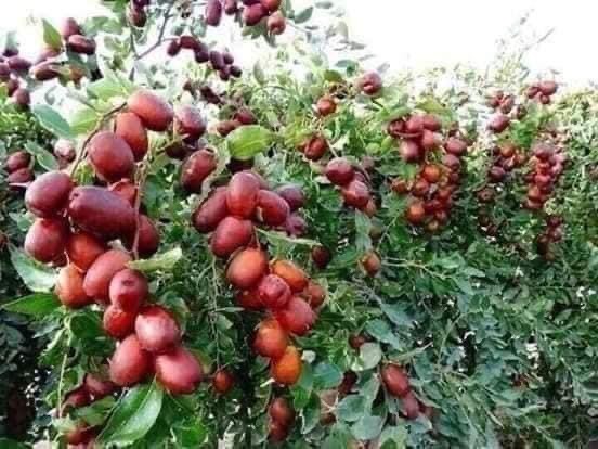 TÁO ĐỎ TÂN CƯƠNG gói 800g