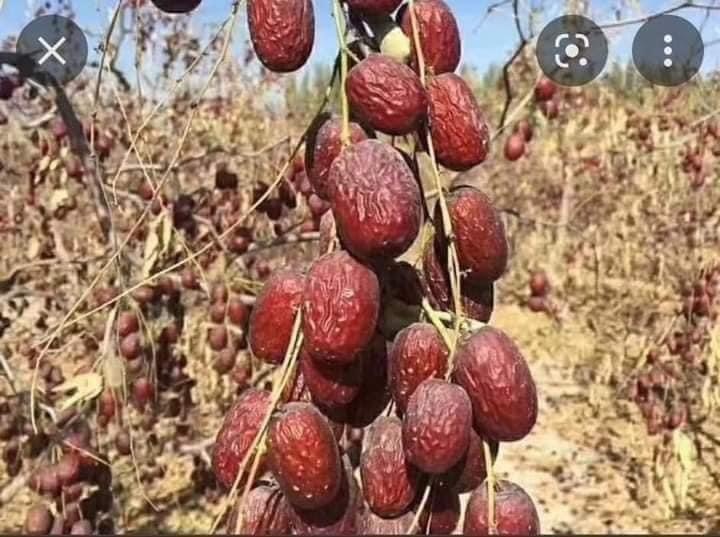 TÁO ĐỎ TÂN CƯƠNG gói 800g