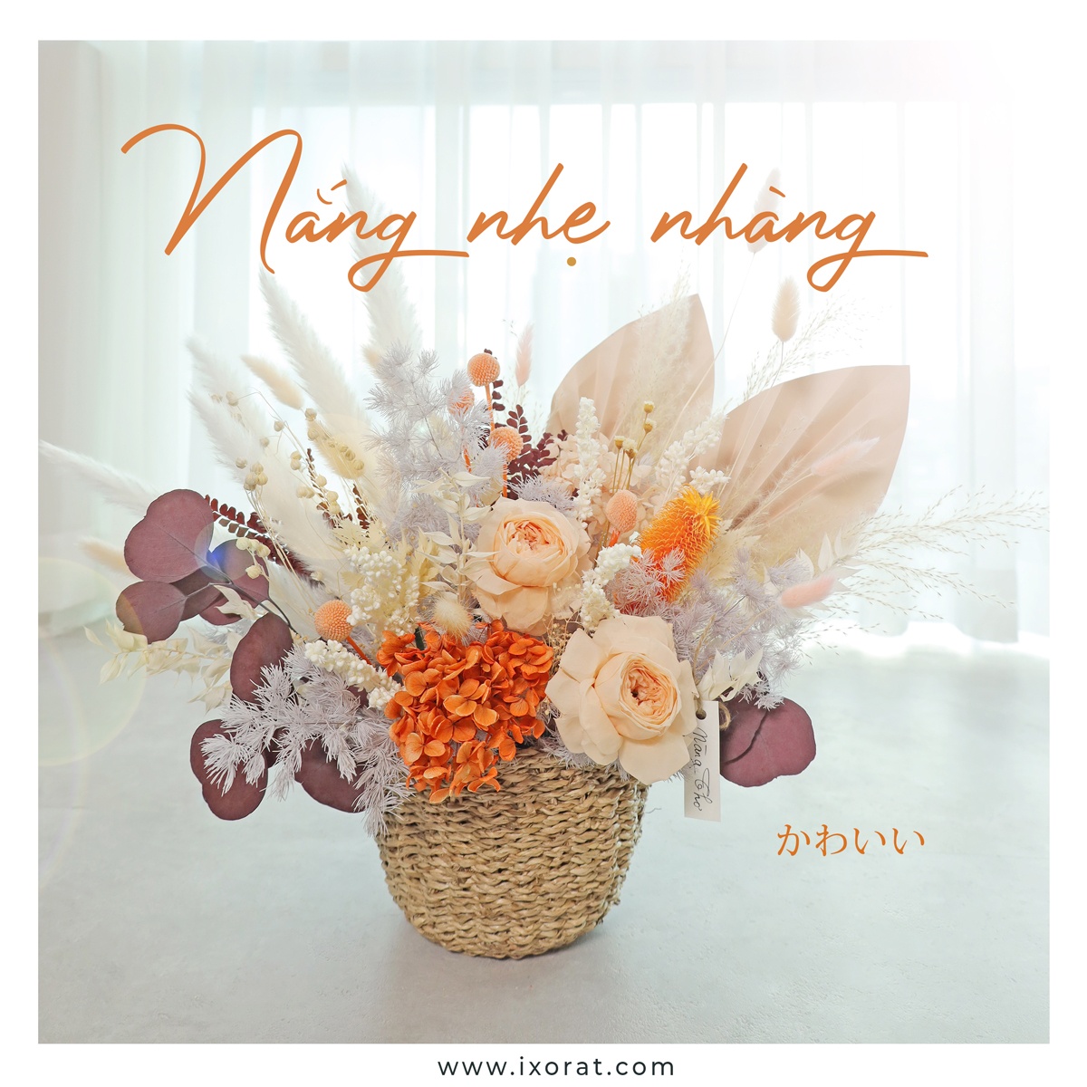 Hoa Khô - Nắng nhẹ nhàng